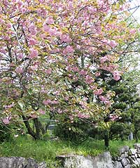 秋月の八重桜