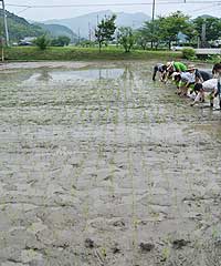 機械で植えたように真っ直ぐです。