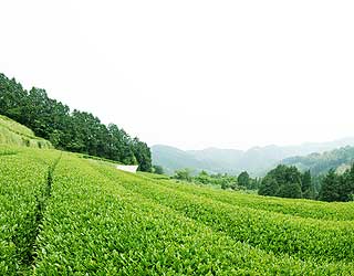 天空の茶園