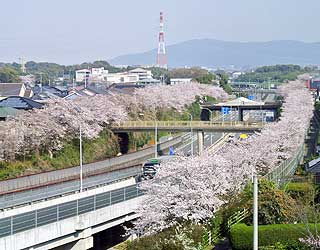 国道沿いの桜が見事です。