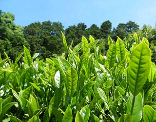 青空に映える茶葉