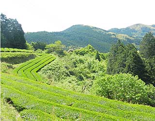 福岡県八女市の山頂で栽培しています。