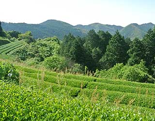 天空の茶園