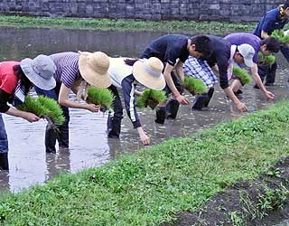 田植え