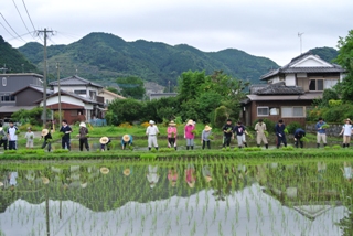 田植えの様子